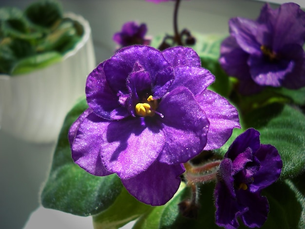 Uzambara violet of saintpaulia van violette kleur met pluizige groene bladeren rondom mooie paarse badstof bloem talrijke dunne villi lichte donkere vignettering close-up home sierteelt