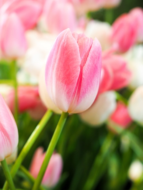 Vaag en zacht van oppervlakte met tulpenbloem in tuin.