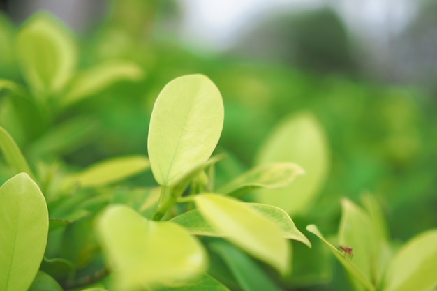 Vaag van groen blad op groenachtergrond in tuin