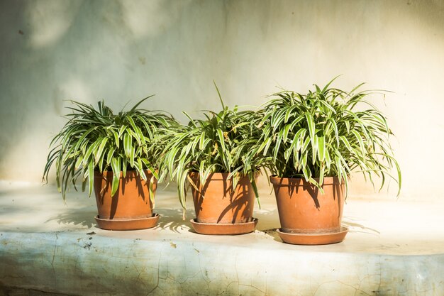 Foto vaasplant met buitenterras