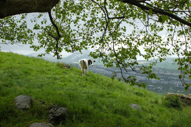 Foto vaca blanca e negra en plena naturaleza