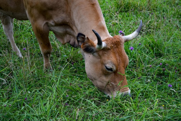 Vaca de Cangas de Onís, Asturias, España