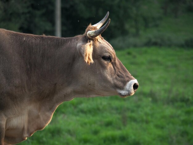 Foto vaca marron de perfil