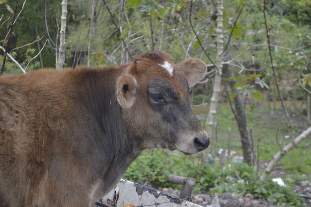 Vacas