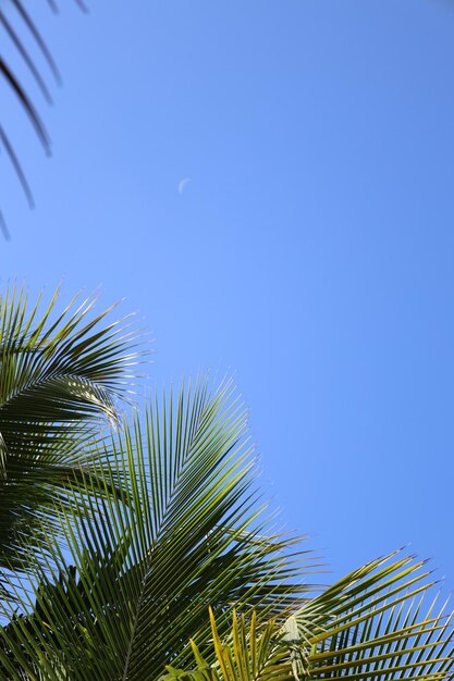 カリブ海で夏の日に海とナツメヤシの木と一緒に休暇を過ごす