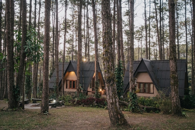 Photo vacation house in pine forest