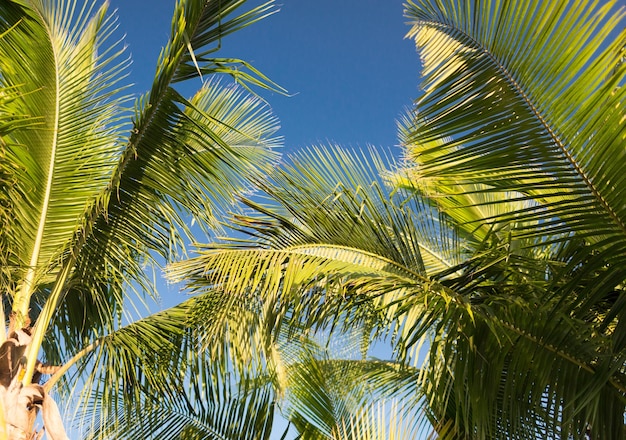 Concetto di vacanza, natura e sfondo - palma nel cielo blu