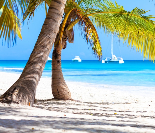 Vacation summer holidays background wallpaper sunny tropical Caribbean paradise beach with white sand in Seychelles Praslin island Thailand style with palms