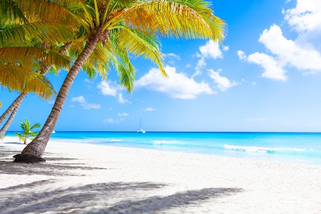 Vacation summer holidays background wallpaper - sunny tropical exotic Caribbean paradise beach with white sand