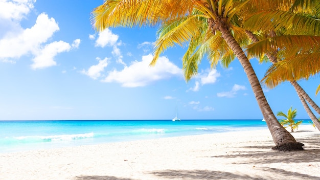 휴가 여름 휴가 배경 벽지 화창한 열대 이국적인 카리브해 낙원 해변