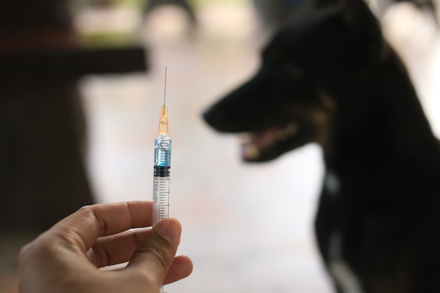 Vaccin Hondsdolheid Fles en Spuitnaald Hypodermische Injectie Immunisatie Hondsdolheid en Hond Animal