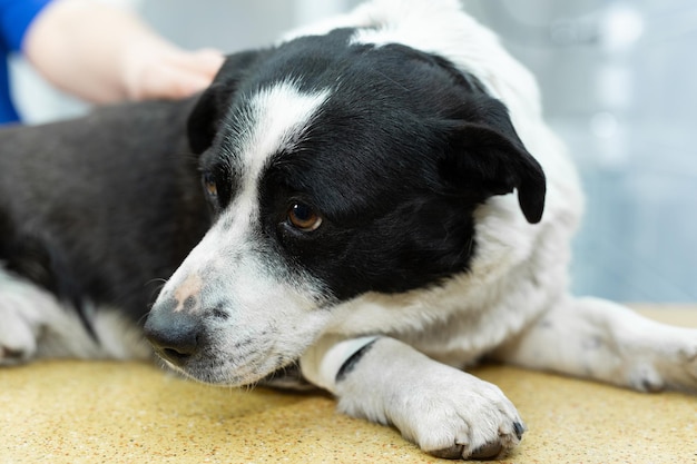 Vaccin voor de hond in dierenkliniekxA