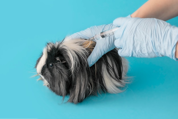 Vaccinatie van huisdieren. Cavia bij de receptie bij de dierenarts. Cavia Lamblia.