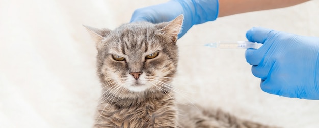 Vaccinatie van katten. Diergeneeskunde