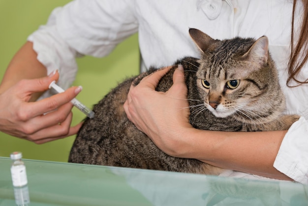 Vaccinatie van katten