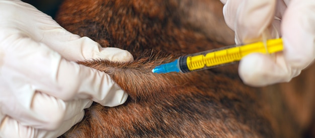 ペットの予防接種。獣医は動物に注射をします。