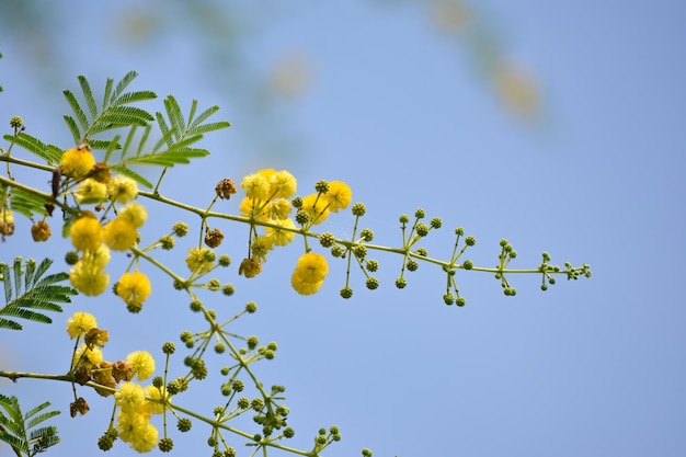 写真 vachellia niloticaまたはガムアラビックの花