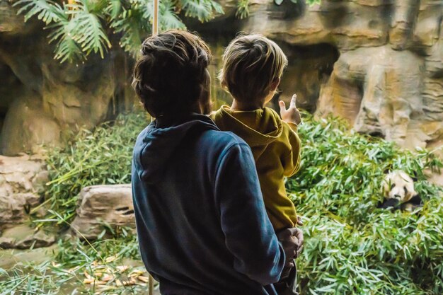 Vader en zoon in de dierentuin kijken hoe panda bamboe eet