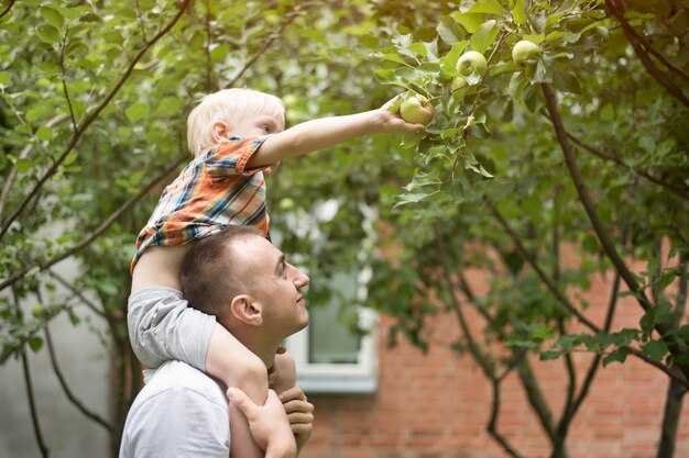 Vader en zoontje oogsten appels. tuin op de achtergrond