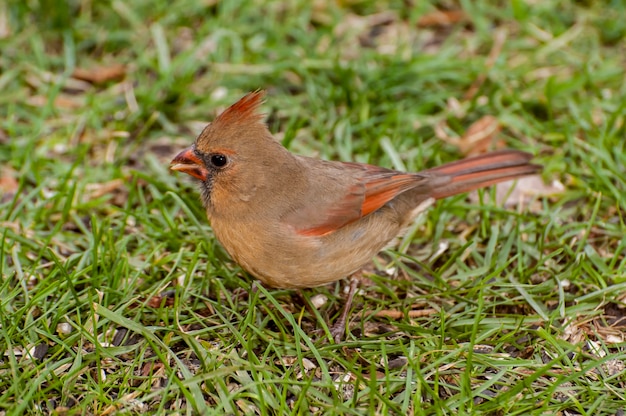 ミネソタ州バドネハイツ。秋に地面で鳥の種を食べる女性の北の枢機卿、Cardinaliscardinalis。