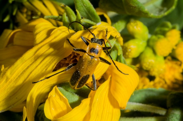 Vadnais heights, minnesota. goldenrod soldier beetle, chauliognathus pennsylvanicus, noto anche come leatherwing della pennsylvania.