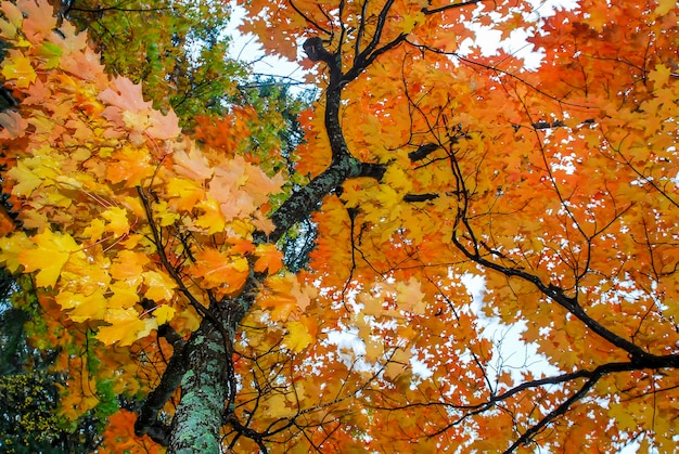 Vadnais Heights, Minnesota. Mooie herfstbladeren op een esdoorn in de herfst.