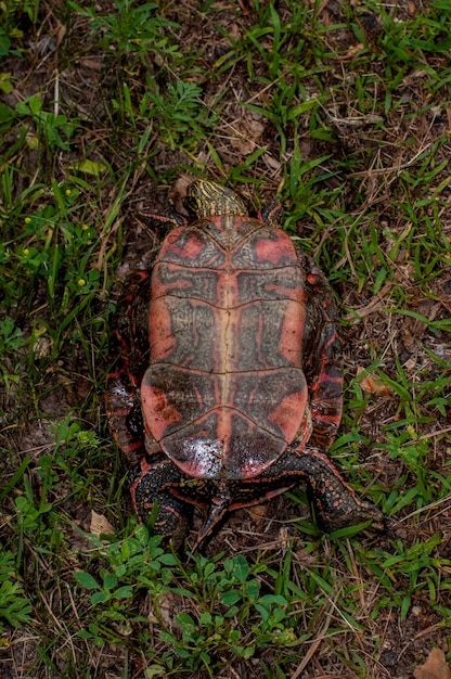 Vadnais Heights Minnesota Vadnais Lake Regional Park Western Painted Turtle Chrysemys picta bellii가 등을 대고 누워 있는 모습