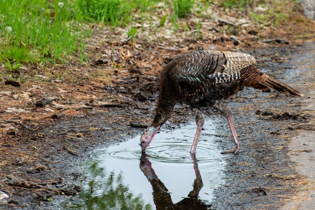 Vadnais Heights Minnesota   Wild Turkey Meleagris gallopavo drinking water from a puddle