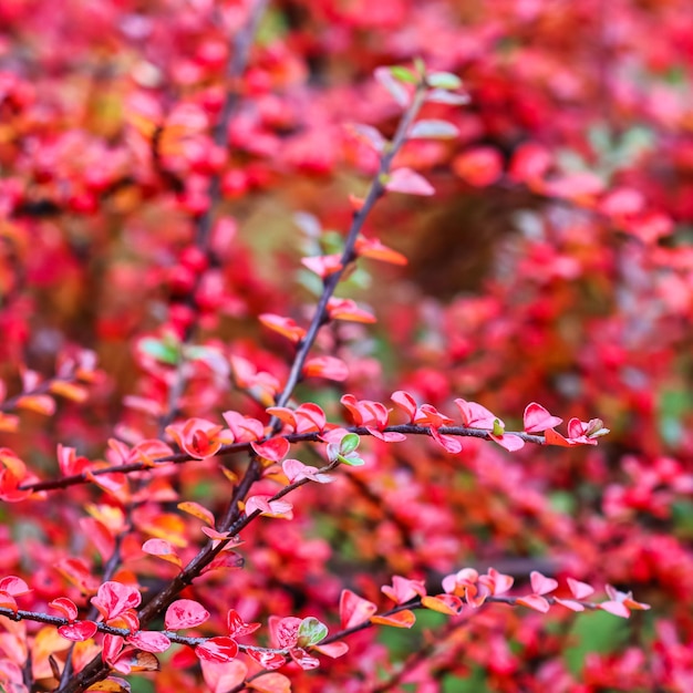 Vage herfstachtergrond Rode bladeren en vruchten op de cotoneaster-takken