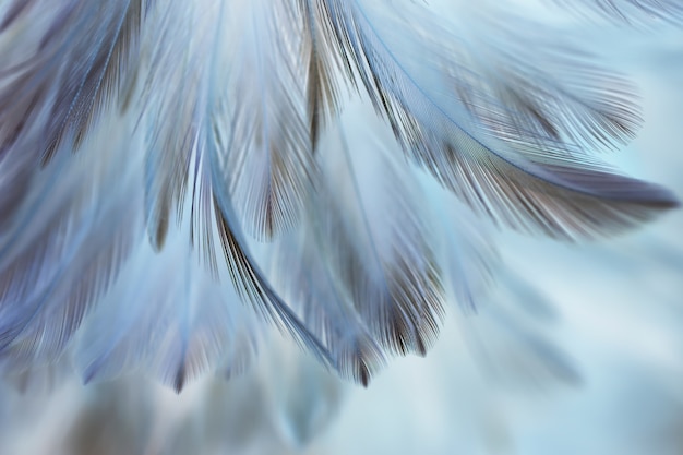 Foto vage vogel en kippenveer textuur voor achtergrond