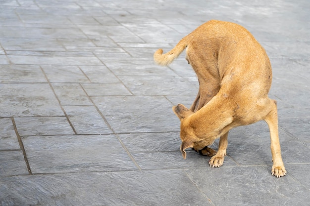 Бродячая собака на бетонном фоне или улице