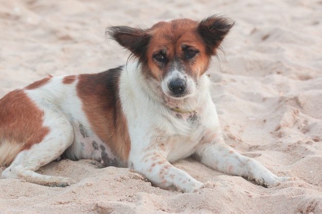 Vagrant dog is lying down on sandy beach