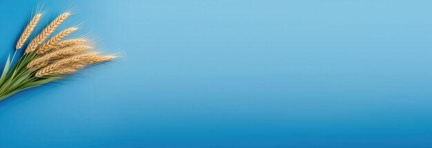 Фото Вайсаки сикхский новый год шавуот еврейский букет пшеничной ржи и зерновых ушей пшеницы синий фон горизонтальный баннер место для текста