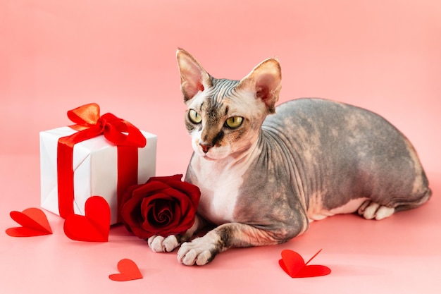 Vakantie kaart sphinx kat rode roos doos met cadeau en papier harten Valentine achtergrond Happy Mothers day Happy womens day huwelijksaanzoek huisdieren