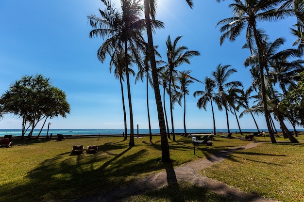 Vakantie onder palmbomen Perfecte plek voor vakantie is op een eiland met palmen