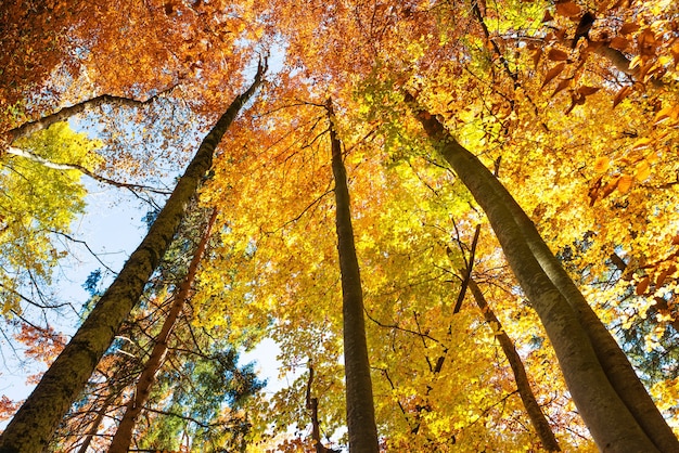 Val in het bos. Sinaasappelbomen met rode bladeren