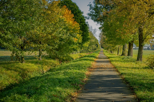 Val in het park, gele bladeren vallen van de boom