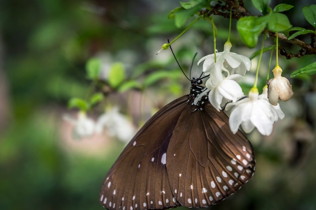 Val van de natuur de lichte vlinder op de bloem, witte bloem met witte vlinder, zwarte vlinder