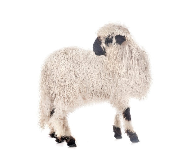 Valais Blacknose isolated on white