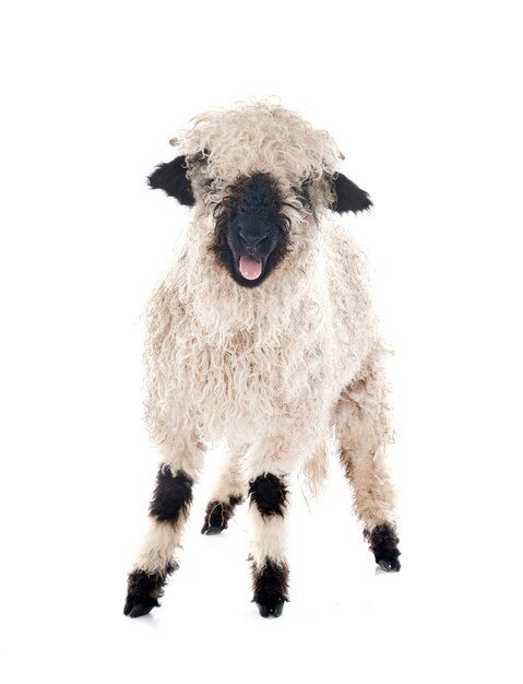 Valais Blacknose isolated on white