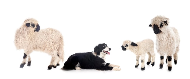 Valais Blacknoses and border collie