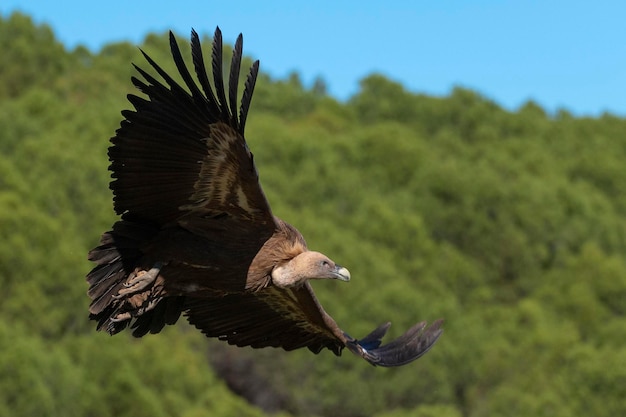 Vale gier Gyps fulvus Avila Spanje