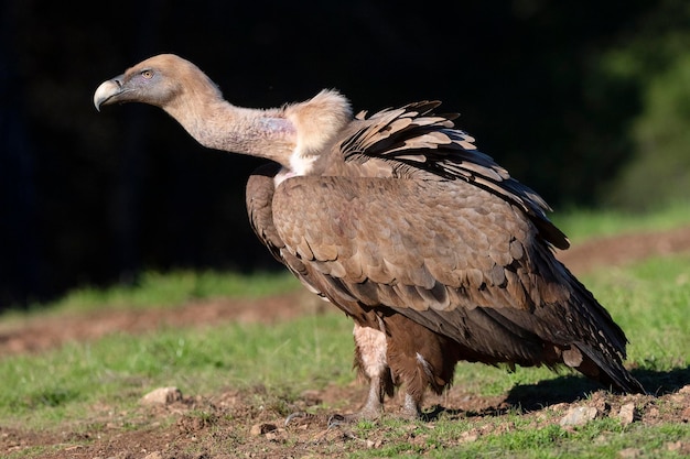 Foto vale gier gyps fulvus avila spanje