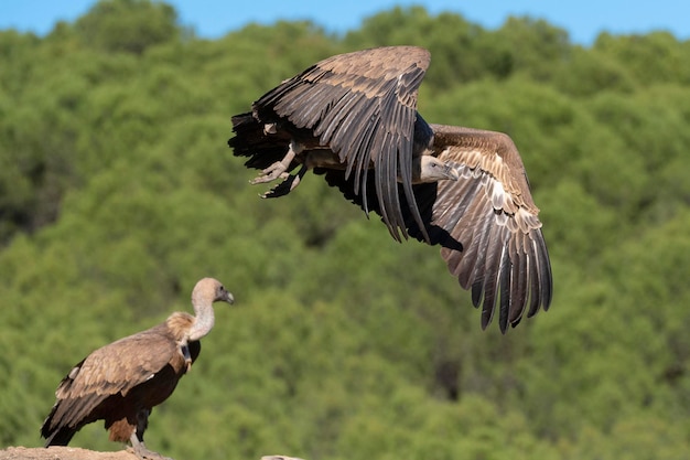 Vale gier Gyps fulvus Avila Spanje