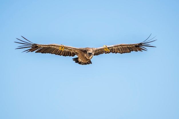 Vale gier (gyps fulvus) tijdens de vlucht, alcoy, valenciaanse gemeenschap, spanje.