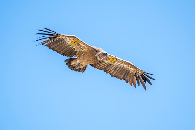 Vale gier (gyps fulvus) tijdens de vlucht, alcoy, valenciaanse gemeenschap, spanje.