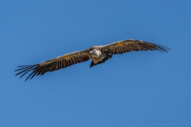 Vale gier (gyps fulvus) tijdens de vlucht, Alcoy, Valenciaanse Gemeenschap, Spanje.