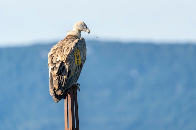 Vale gier (gyps fulvus) zat op een paal in Alcoy, Valenciaanse Gemeenschap, Spanje.