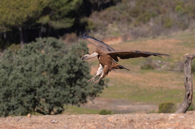 Vale gier of Euraziatische vale (Gyps fulvus) Malaga, Spanje