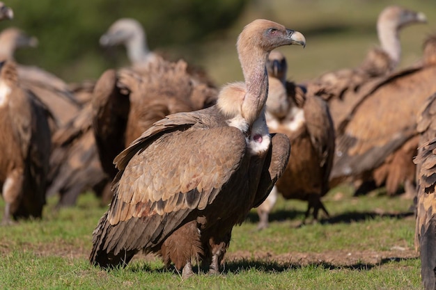 Vale gier of Euraziatische vale (Gyps fulvus) Malaga, Spanje